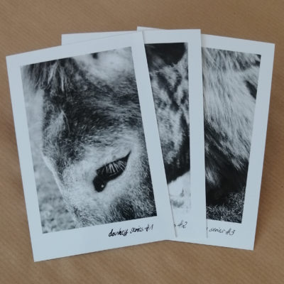 Postkarten 3er Set – Donkey Series
